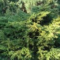 Juniperus chinensis 'Gold Coast'